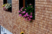 fassade mit blumen.jpg