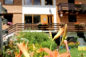 blumen und haus.jpg