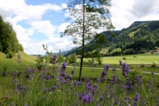 lavendel.jpg