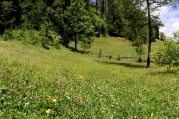 blumenwiese.jpg